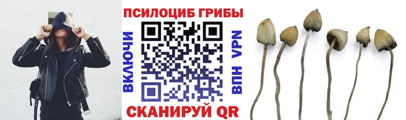 Галлюциногенные грибы Psilocybine cubensis  OMG онион  Мегион  дарнет шоп 