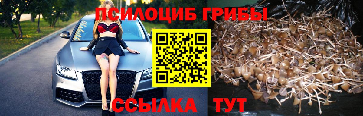 цена   Псилоцибиновые грибы MAGIC MUSHROOMS  Вход с VPN  Мегион 